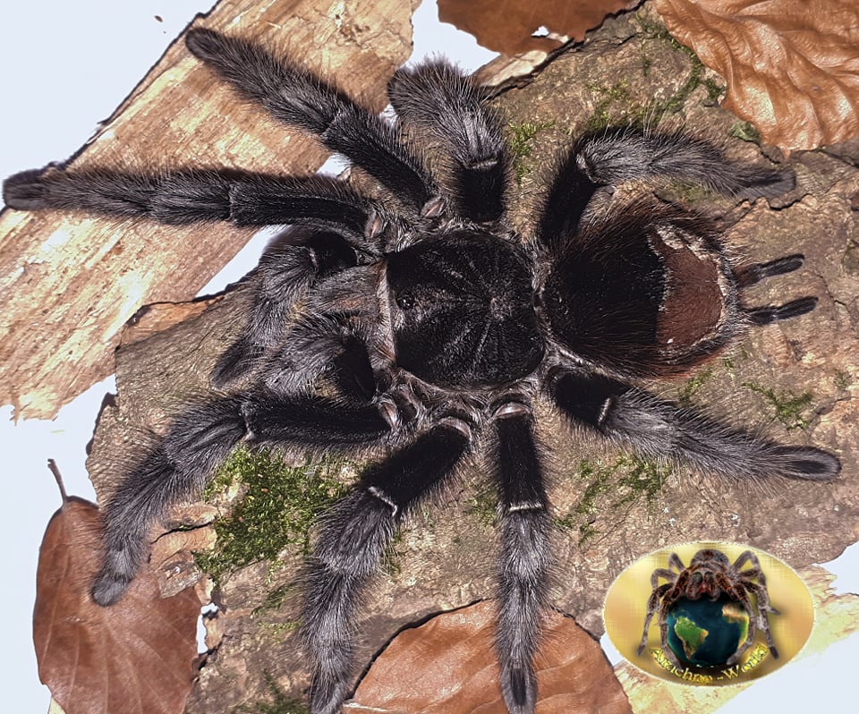 Grammostola actaeon – Arachno-World