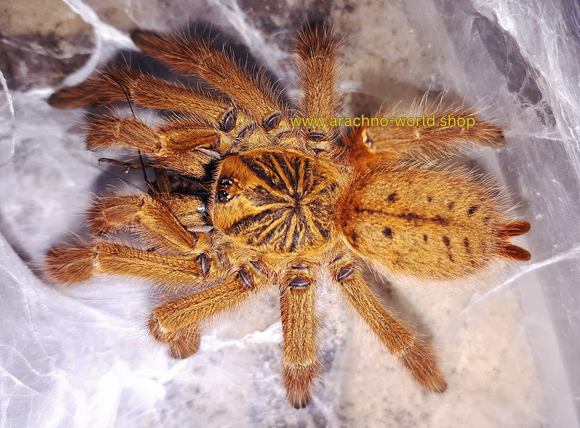 Pterinochilus murinus rcf