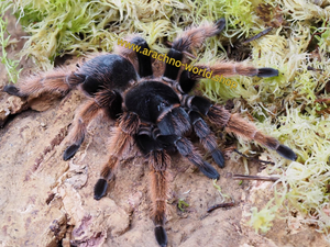 0.1 Brachypelma klaasi