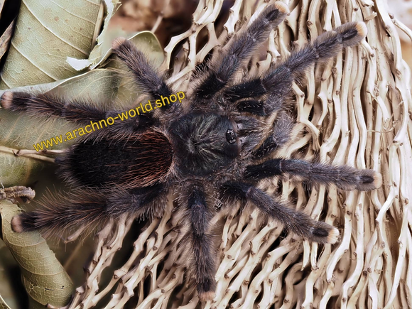 1.1 Avicularia metallica 