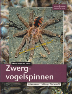 Zwergvogelspinnen