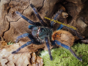 1.0 Chromatopelma cyaneopubescens