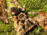 1.1 Brachypelma hamorii