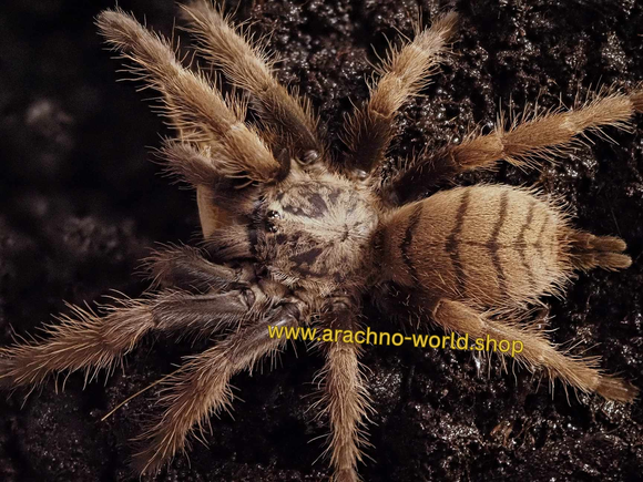 Chilobrachys fimbriatus