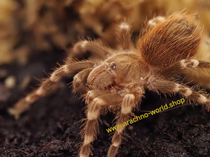 Acanthoscurria geniculata