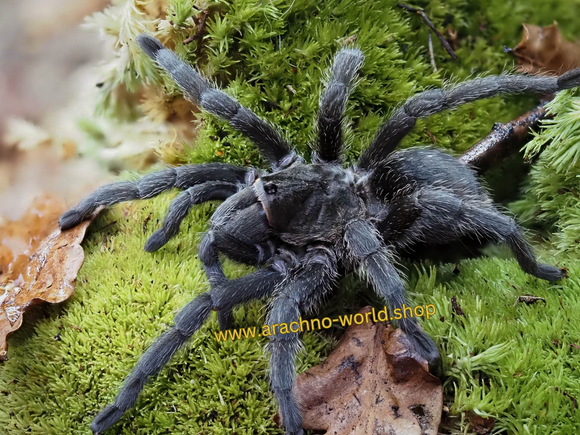 0.1 Grammostola pulchra