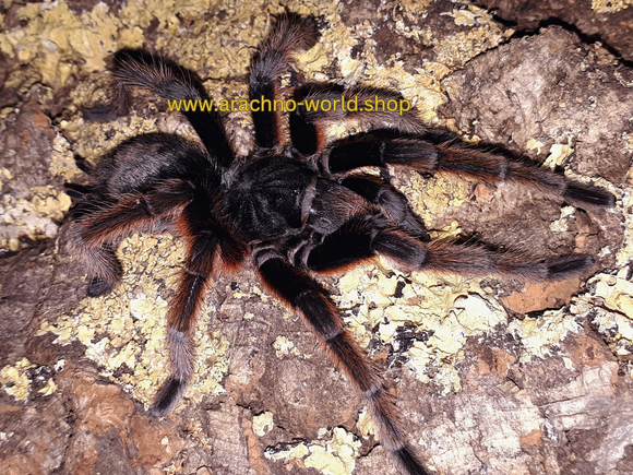 Grammostola anthracina